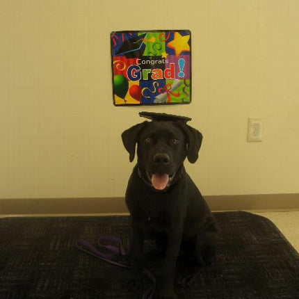 Tassel Degree Hat Pet Products