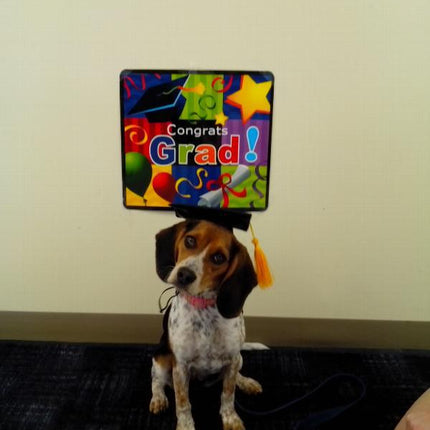 Tassel Degree Hat Pet Products