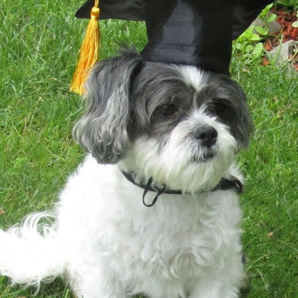 Tassel Degree Hat Pet Products